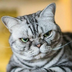 Миша Дранковский
