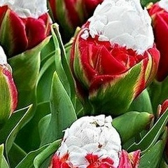 Расима Сафиянова, Красноярск