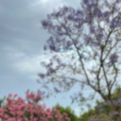 Дарима Аюшеева, Санкт-Петербург