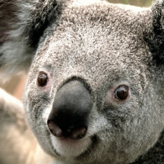 Арслан Мустапаев, 27.08.1901, Моздок