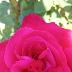 Альбина Аля, 09.12.1987, Кишинев