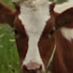 Юрий Горбацевич, 12.02, Иваново