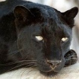 Диас Бисенов, 24.11, Алматы