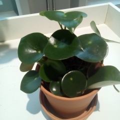 Любовь Стафеева, 13.01, Санкт-Петербург