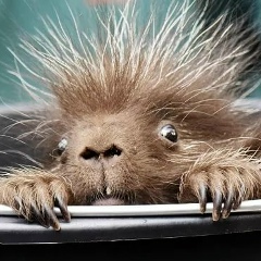 Игорь Житнухин, Санкт-Петербург