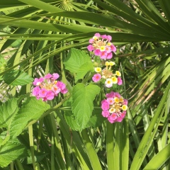 Sasha Sasha, 13.02.1991, Санкт-Петербург