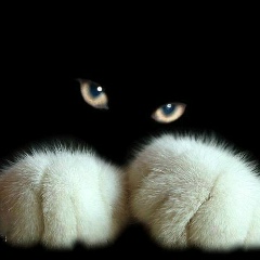 Sitt-San Yay, 19.04.1988, Hmawbi