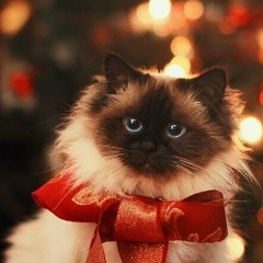 Оксана Родькина-Григорьева, 24.12.1970, Энергодар