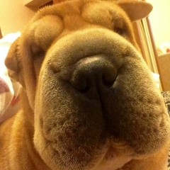 Александра Веснина, 03.08, Ставрополь