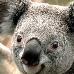 Ашот Асламазян, 15.07.1980, Москва