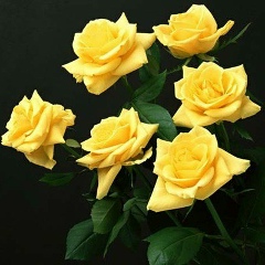 Зарема Шуайпова, 12.05.1971, Тазен-Кала