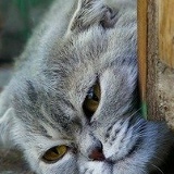 Миша Шалимов, 01.06.1986, Санкт-Петербург