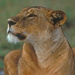 Карина Мартиросян, 31.07.1985, Москва