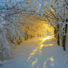 Светлана Коберник, 17.11, Винница