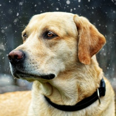 Виктория Ломотко, 10.04.2000, Пенза