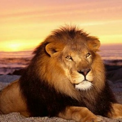 Aurum Lion, 06.08, Дашогуз
