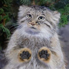 Кирилл Дровосеков, 14.06.1990, Санкт-Петербург