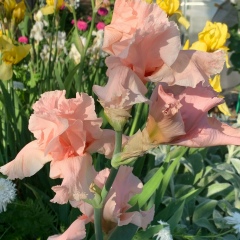 Мария Гронская, 30.12, Санкт-Петербург