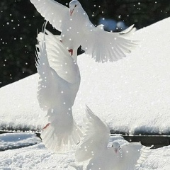 Кадир Тл, 31.08.1988, Москва
