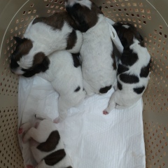 Nicole Заугольникова, 24.07, Харьков