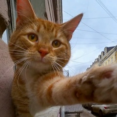 Влад Москвин