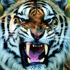 Нуридин Есенгелді, 10.10, Астана