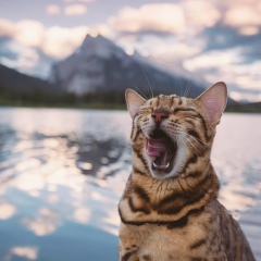 Шамиль Макаров, 20.07, Назрань