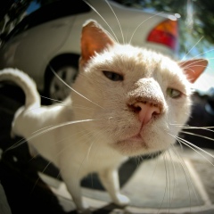 Дима Леурда, Москва