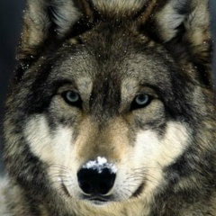 Артем Панков