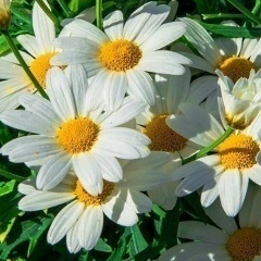 Клёна Лисицкая, 01.09.1982, Витебск