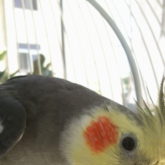 Айтен Аббасова, 23.08.1998, Баку