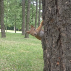 Станислав Лабенский, 04.03.1987, Alabama Junction