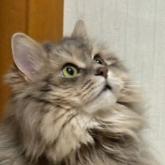 Анастасия Гажева, 19.05.1981, Москва