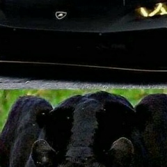 Адам Магомадов, 01.01.1999, Грозный