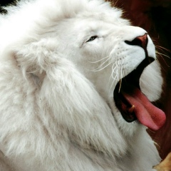 Андрей Митин, 21.08.1976, Санкт-Петербург