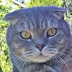 Денис Владимирович, Тольятти