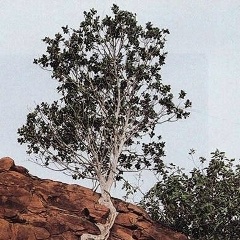 Зелим Бимур, 21.10.1991, Грозный