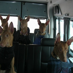 Ирина Гродинская, 28.06.1964, Санкт-Петербург