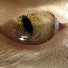 Злата Протасова, 26.06.1973, Санкт-Петербург