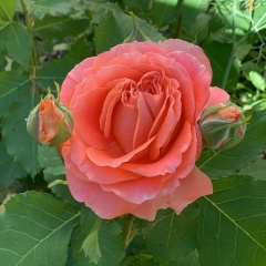 Ольга Лапшина, 24.12.1982, Санкт-Петербург