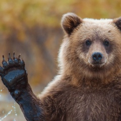 Дамир Насибуллин, 20.12.1988, Камские Поляны