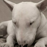 Марина Тарановская, 17.10, Schaumburg