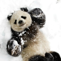 Роман Тихонов, 04.11.1985, Москва