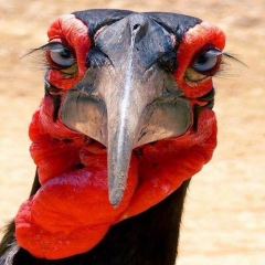 Valencia Кучина, 18.06, Москва