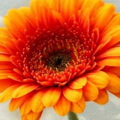 Наталья Дрисс, 30.11, Луговой