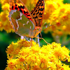 Майя Волошина, 10.05, Днепр (Днепропетровск)