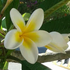 Графиня Беспалова, 29.06, Москва