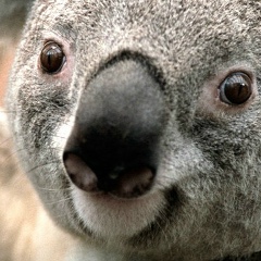 Тёма Амонканов, Уфа