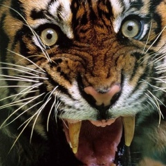 Артем Луць, 18.06.1986, Южное