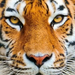 Олег Качалкин, 28.04.1918, Могилёв